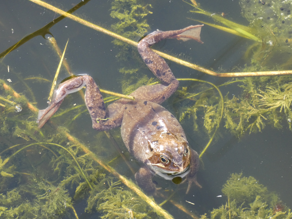 Frog submerged in murky, green-tinged water. The frog is partially visible, with its head and limbs clearly seen. Aquatic plants and possibly frog eggs are visible in the water around it. The overall impression is one of a natural, aquatic environment.