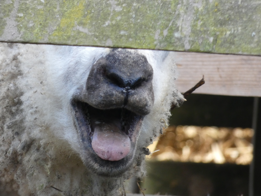 Close-up view of a sheep's face. The sheep's mouth is wide open, revealing its tongue, and its nose is dark gray. The sheep's wool is white and appears somewhat dirty or dusty. Part of a weathered wooden fence obscures the upper portion of the sheep's face. The background is blurred but shows more of the wooden fence and a hint of a blurry, possibly hay-filled, area.