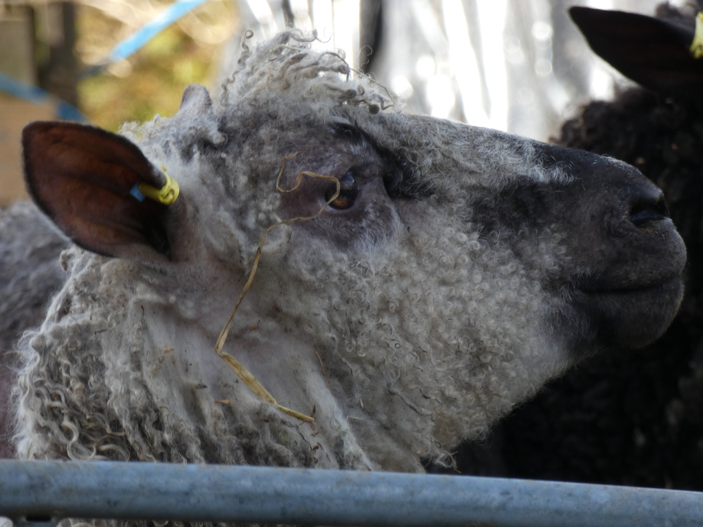 Close-up of a sheep's head and neck. The sheep has thick, gray and white curly wool, and a dark gray/black face. A small yellow tag is visible in its ear. Part of another dark-coloured sheep is visible in the background. The sheep appears to be contained behind a metal bar.