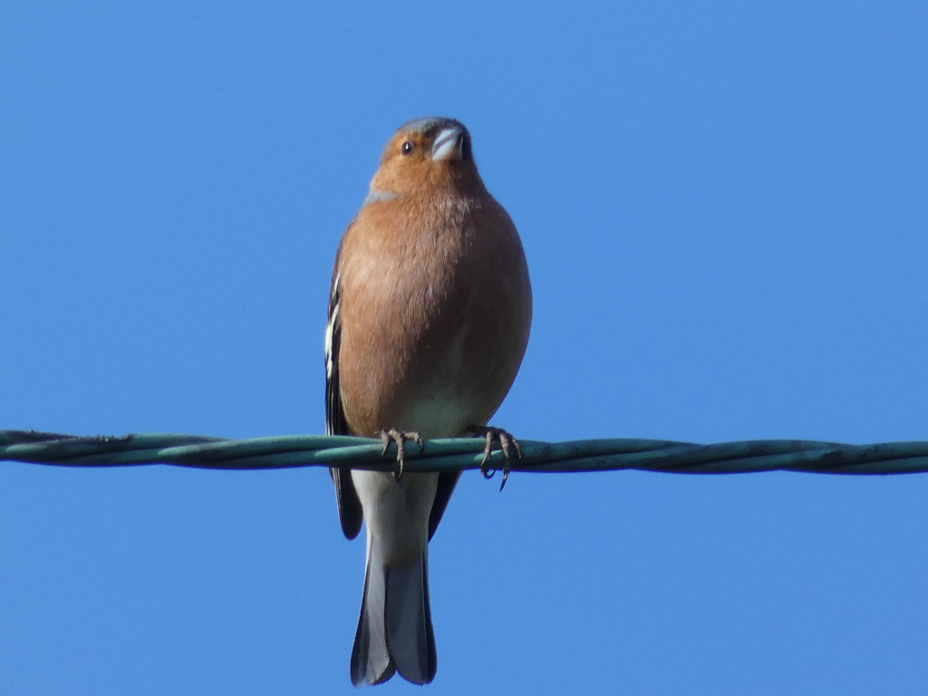 Common chaffinch perched on a wire against a clear blue sky. The bird is in sharp focus, its plumage clearly visible, while the background is a simple, unblemished blue.