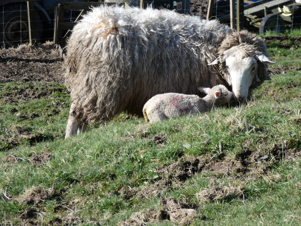 Ewe (adult female sheep) with her newborn lamb. The ewe is large and fluffy, with a dirty, matted coat.  The lamb is small and light in color, nestled close to its mother. The scene is set in a grassy pasture with some bare dirt patches visible. The overall impression is one of tenderness and the natural cycle of life on a farm.