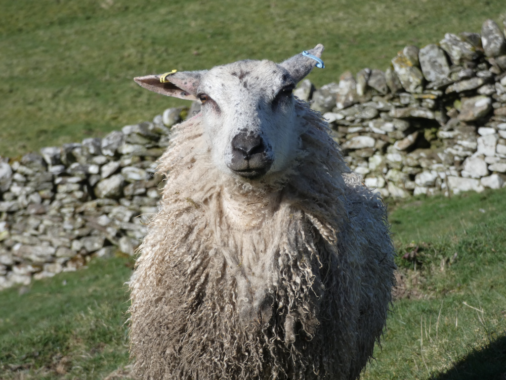 Sheep standing in a grassy field in front of a dry-stone wall. The sheep is predominantly white with a thick, somewhat dirty and matted coat. It is looking directly at the camera. Small, colored tags are visible in its ears. The background is blurred but clearly shows the wall and the green pasture.