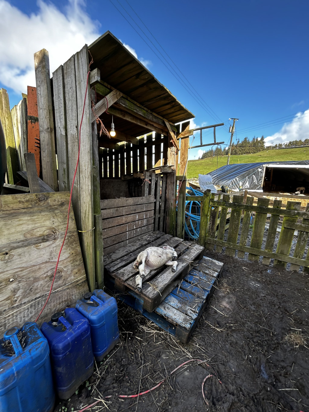 Lamb lying on a makeshift pallet bed inside a rustic wooden shelter. The shelter is simple, constructed from weathered wood and has a single light bulb hanging from the ceiling. The ground around the shelter is muddy, and there are several blue plastic containers near the structure. A wooden fence and other farm buildings are visible in the background, suggesting a rural farm setting. The overall impression is one of a simple, functional farm structure.