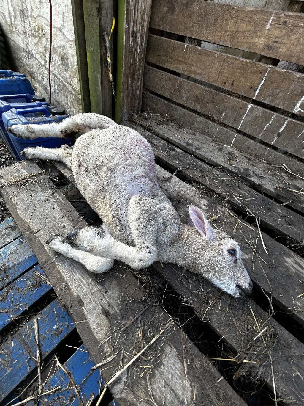 Deceased lamb lying on its side on a weathered wooden pallet. The lamb's fleece is dirty and matted, and its body appears lifeless. The setting appears to be a rustic, possibly farm-related environment. The overall mood is sombre and suggests the lamb's death.