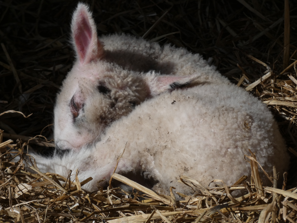 New born lamb sleeping in a nest of straw. The lamb is light-coloured with fluffy wool, and appears to be curled and nested for warmth and comfort. The overall impression is one of vulnerability and innocence.