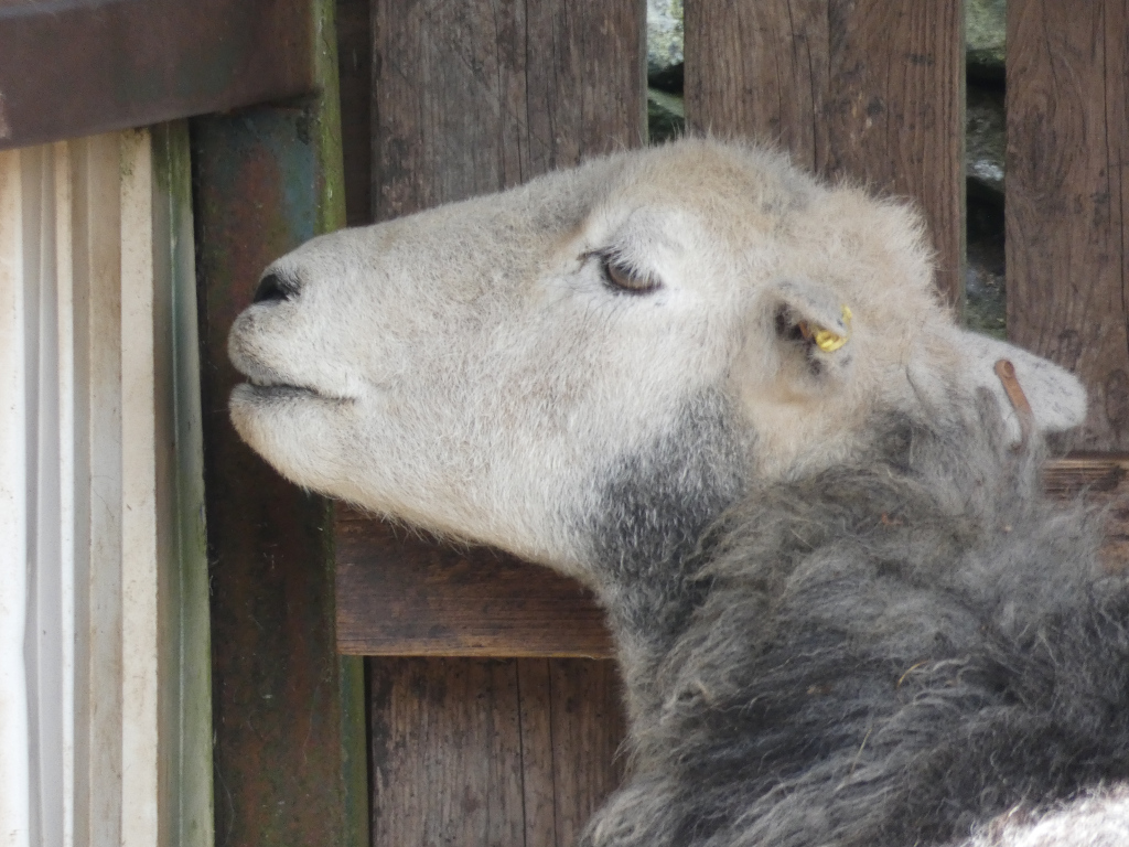 Close-up view of a sheep's head and neck. The sheep is light-grey/white on its face and neck, with darker grey, shaggy wool on its body. Its head is turned slightly away from the viewer, and it appears to be resting its head against a wooden fence or wall. A small, possibly identifying, yellow tag is visible in its ear. The background is blurred, but shows a wooden fence and a portion of a white wall.