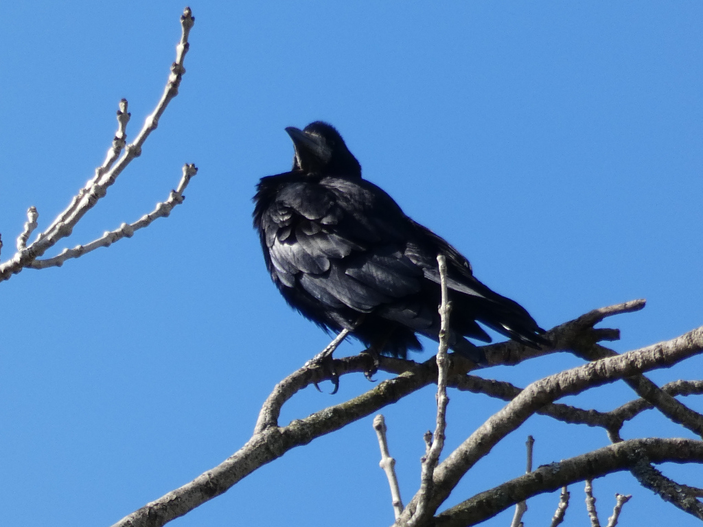 Black bird, likely a rook or crow, perched on a bare, spindly tree branch against a clear, bright blue sky. The bird is positioned slightly off-centre, facing to the left, and appears to be looking upward. The overall impression is one of stillness and solitude against a backdrop of vast, open space.