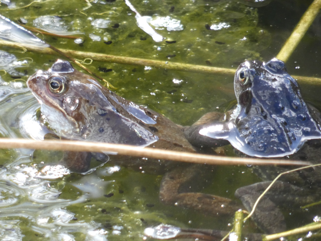 Two common frogs ( Rana temporaria) partially submerged in a pond. The water appears murky and green, possibly due to algae. Several tadpoles or small, dark objects are visible in the water. The frogs are positioned close together, but their interaction is unclear. The overall impression is a naturalistic scene of amphibians in their natural habitat.