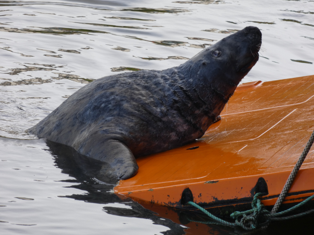 Grey seal hauled out onto an orange floating dock in the water. The seal is mostly submerged, with only its head and upper body visible above the waterline. It appears to be resting or observing its surroundings.