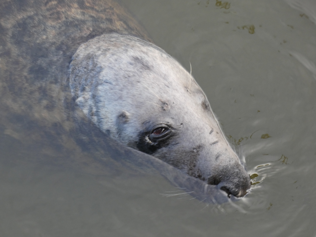 Head and upper body of a grey seal partially submerged in murky water. Only the seal's head and a portion of its back are visible above the waterline. The seal's dark eye is prominent, and its wet fur displays a mixture of grey and darker markings. The overall mood is serene and observational.