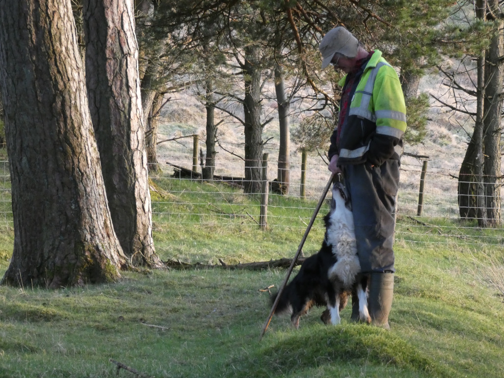 Charlie in a high-visibility jacket and rubber boots standing in a grassy field next to a wire fence. He is holding a long shepherd’s crook and is interacting with a Border Collie. The setting appears to be rural, with several pine trees in the background. The overall mood is serene and pastoral. The image suggests a working relationship between the man and his dog.