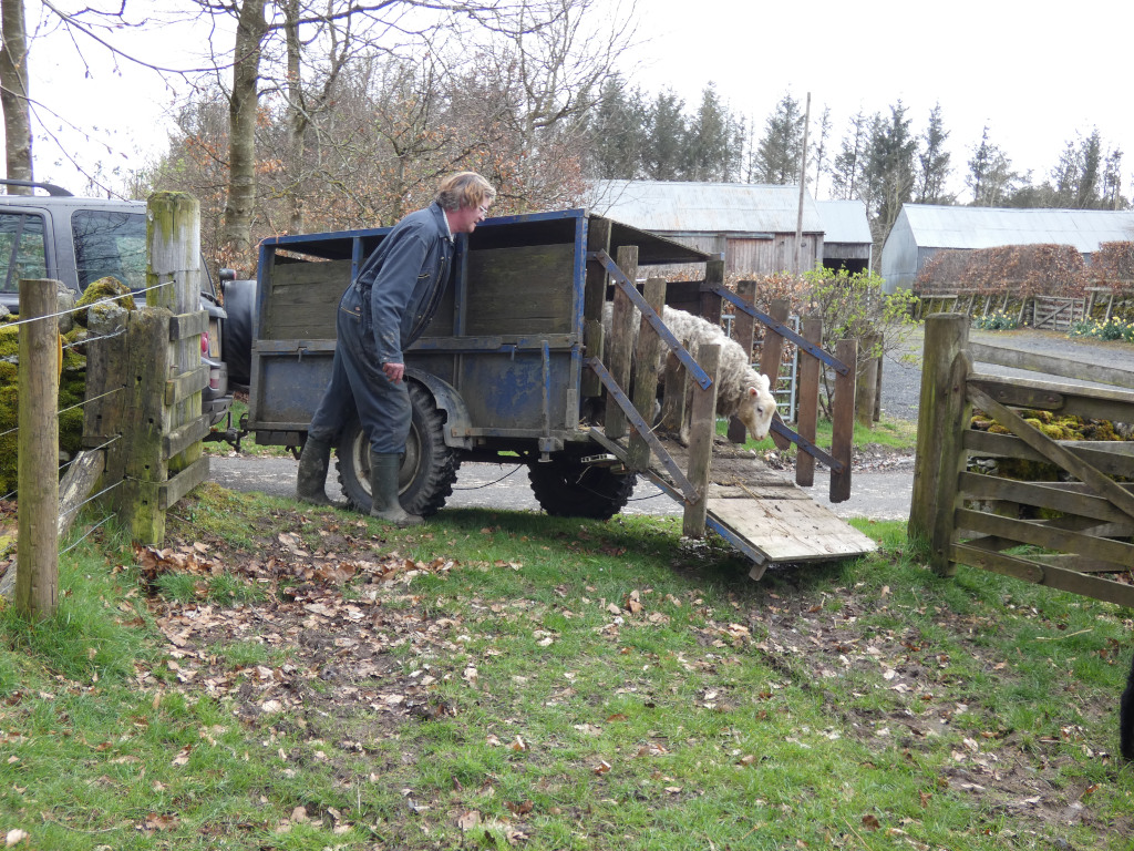 Charlie  in dark overalls and Wellington boots guiding a sheep into a small, blue, wooden trailer. The trailer is attached to a vehicle and is parked on a grassy area next to a wooden fence. The setting appears to be a rural farm, with farm buildings and trees in the background.