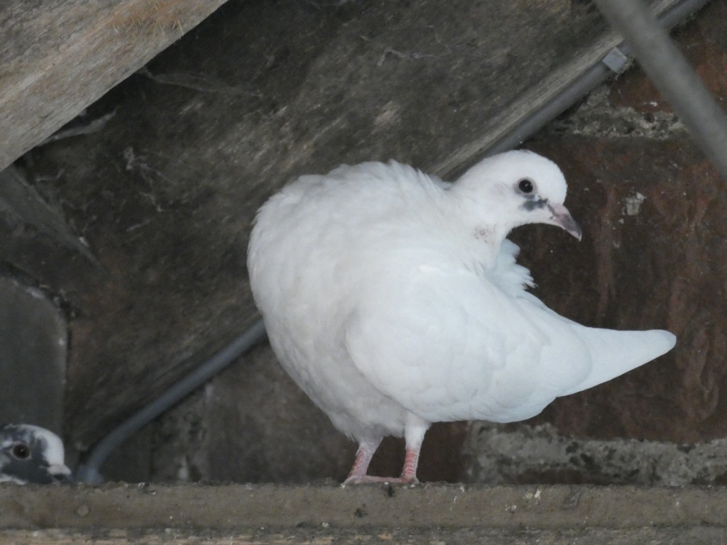 White pigeon perched on a ledge, partially sheltered under a wooden structure. Another, darker pigeon is partially visible in the background. The focus is primarily on the white pigeon, which appears to be a young bird. The overall tone is muted and somewhat shadowy, due to the setting.