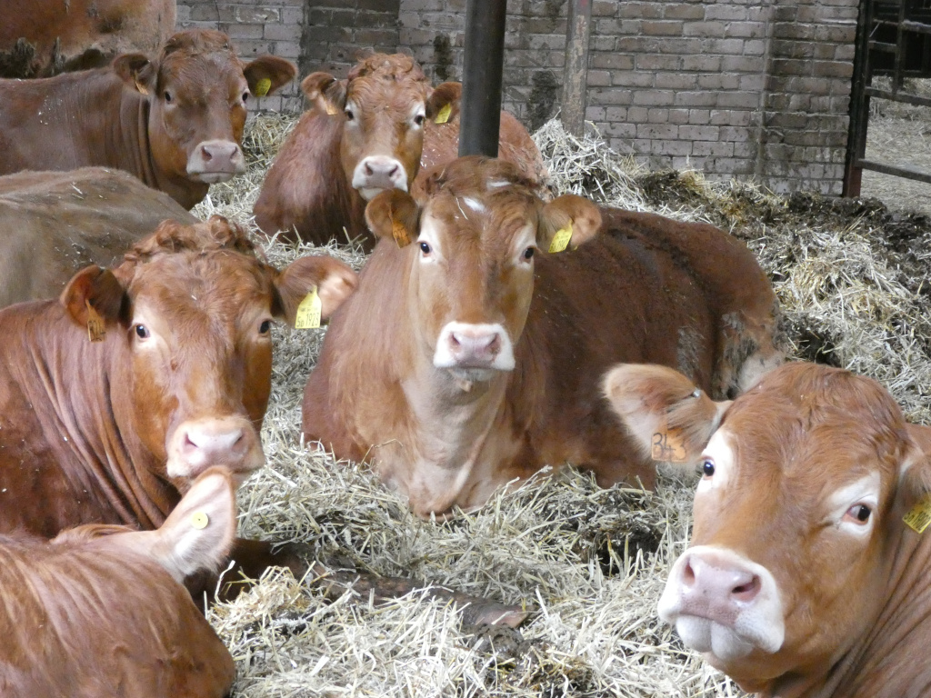 Group of reddish-brown cows resting in a barn. They are lying down in straw, and appear to be calm and content. The cows are close together, suggesting a herd mentality or a sense of community.