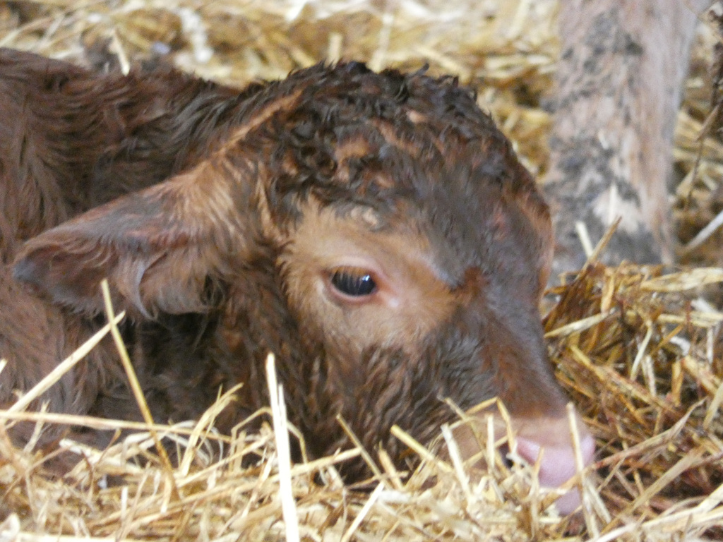 Newborn brown calf lying in a bed of straw. The calf appears wet and its fur is slightly curly. Part of another animal's leg (possibly the mother cow's) is visible in the background. The overall impression is one of new life and vulnerability.