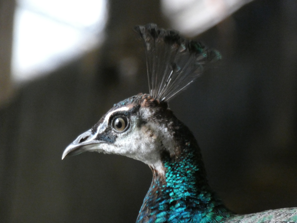 Close-up profile view of a peahen's head and neck. The focus is sharp on the bird, which is mostly in profile, with its head turned slightly towards the viewer. Its crest is partially raised, and its iridescent blue-green feathers are visible on its neck. The background is blurred and dark, drawing attention to the peahen.