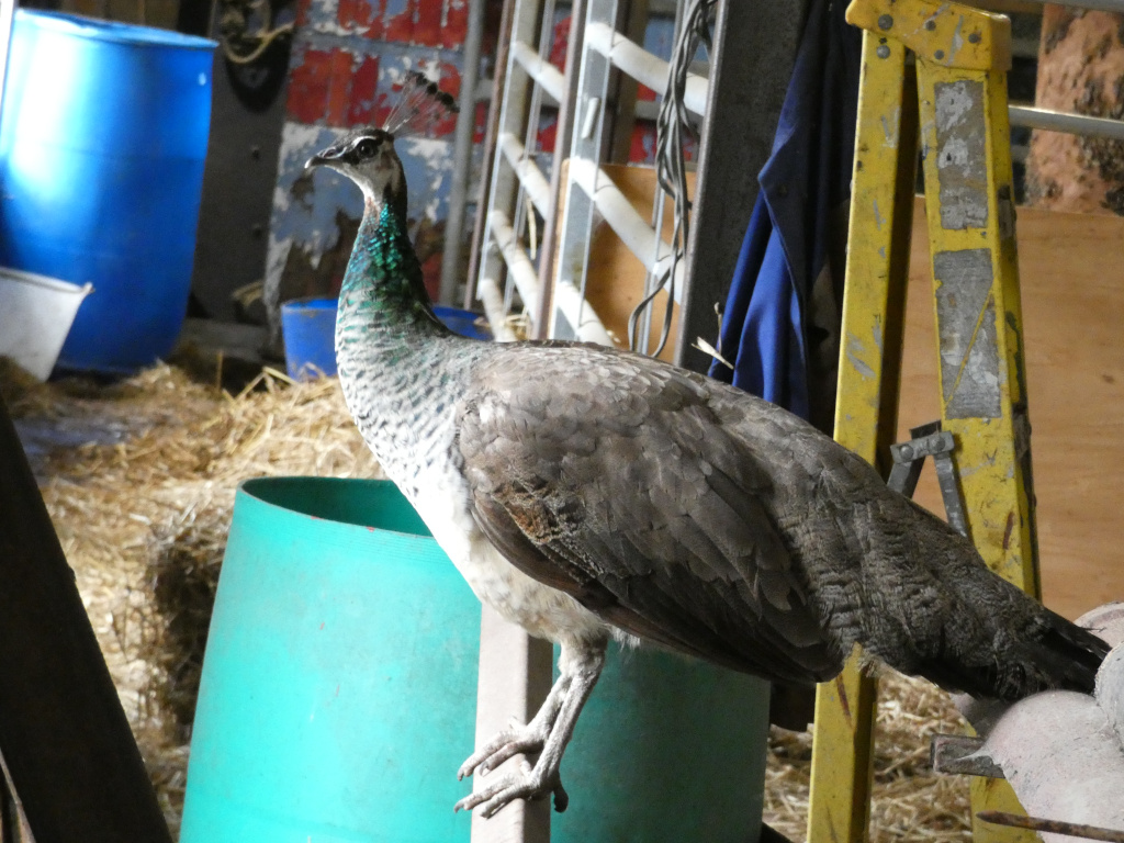 Female peacock (peahen) standing in a barn. The peahens's plumage is predominantly grey and brown, with a hint of iridescent blue-green on its neck. The setting appears to be a rustic, farm-like environment, with hay on the floor, various buckets, and a yellow stepladder visible in the background. The overall mood is quiet and observational, focusing on the bird in its somewhat unkempt surroundings.