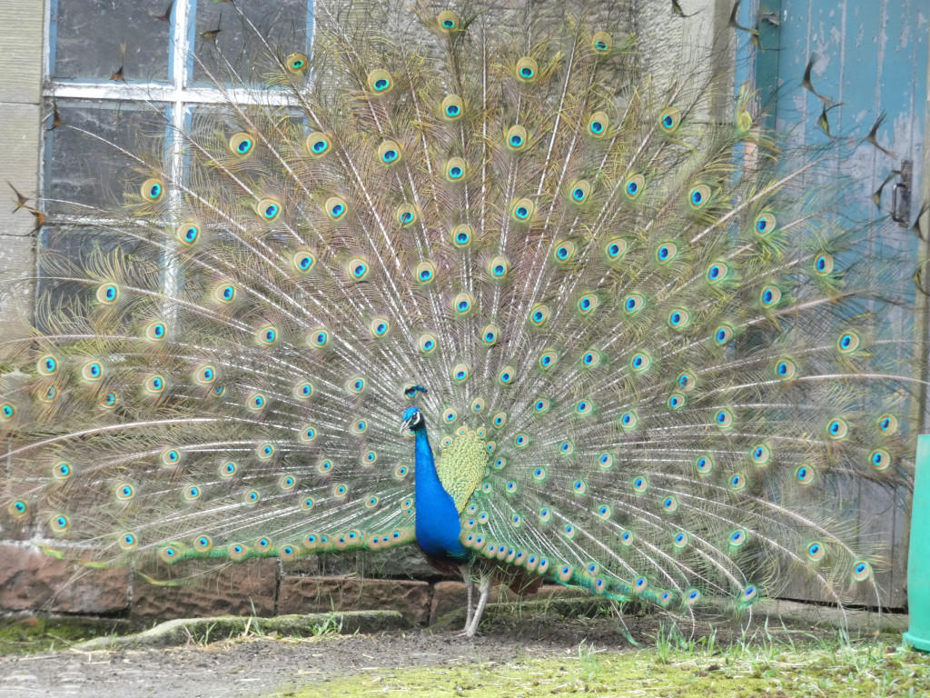Peacock with its tail feathers fully spread in a vibrant display. The peacock is standing in front of a stone wall and a weathered wooden door. The background is somewhat muted, drawing focus to the peacock's brilliant plumage.