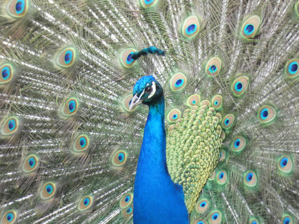 Peacock with its tail feathers fully displayed. The vibrant blue of the peacock's body contrasts beautifully with the iridescent green and blue eyespots on its train. The focus is sharp on the peacock's head and neck, gradually softening towards the edges of the expansive tail feathers.