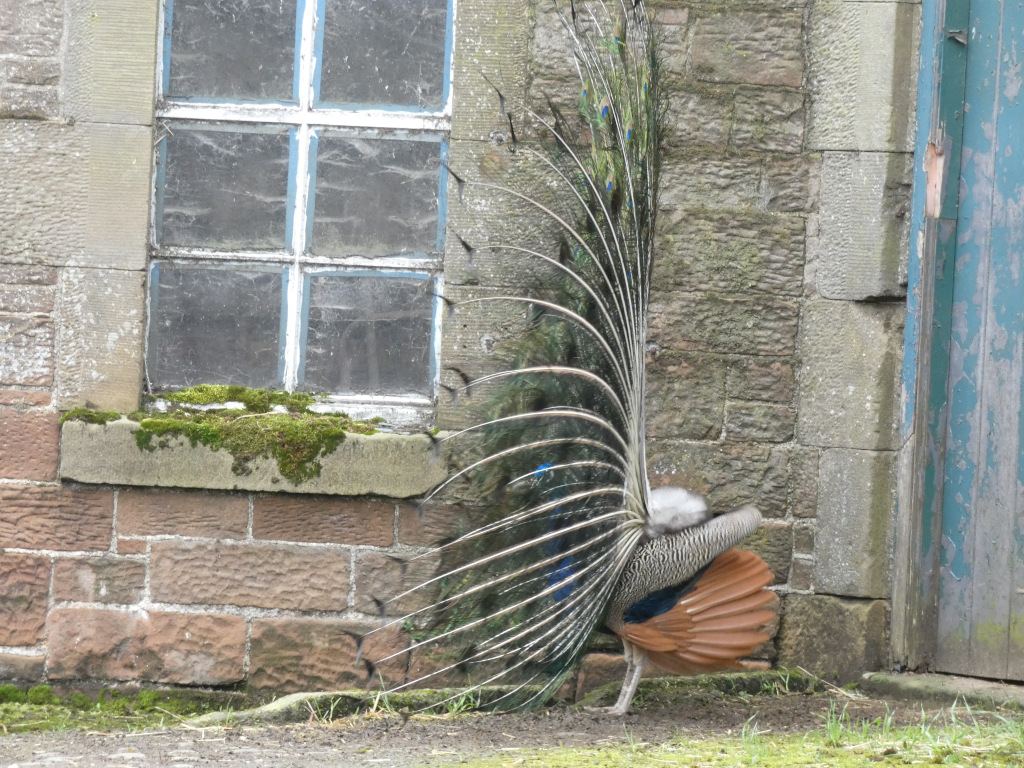 Peacock displaying its magnificent tail feathers against a stone wall. The wall features a window with moss growing on the sill, and a weathered blue door is partially visible to the right. The peacock is positioned slightly off-centre, its body facing away from the viewer while its tail feathers are fully spread. The overall tone is naturalistic, capturing a moment of the bird's natural behavior.