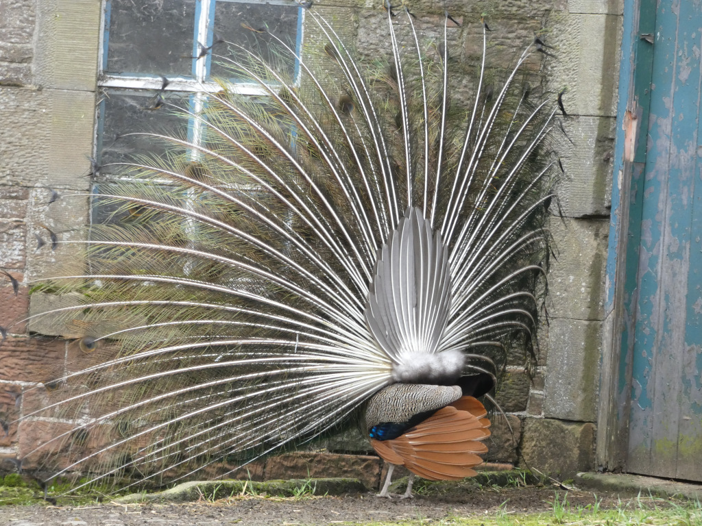 Peacock displaying its magnificent tail feathers. The peacock is positioned with its back to the camera, its tail fanned out fully, showcasing the intricate patterns and iridescent colours. The bird is standing in front of a stone wall with a window and a weathered blue door. The setting appears to be outdoors.