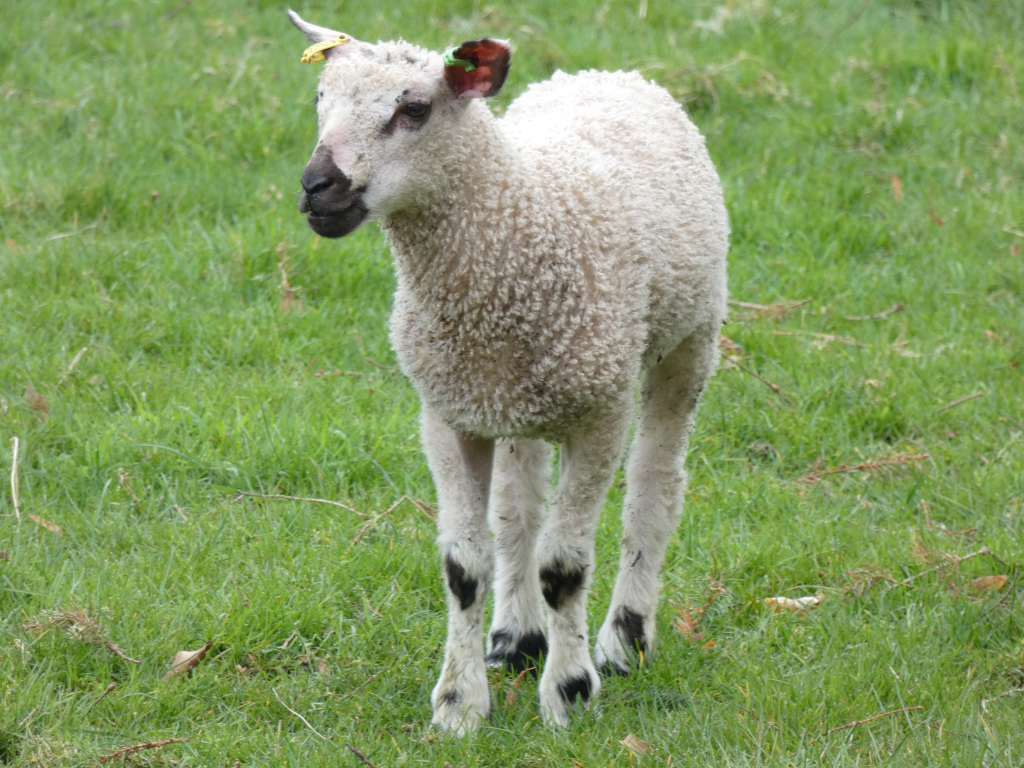 Young, white lamb standing in a grassy field. The lamb has dark markings on its legs and a yellow tag in its ear. It appears to be healthy and well-cared for. 