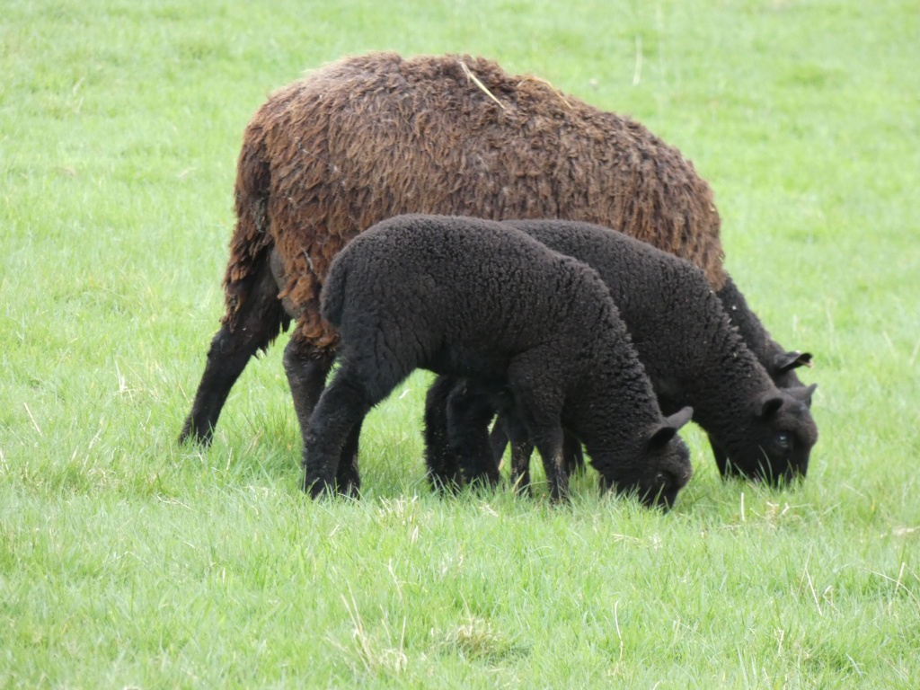Brown sheep standing behind two black lambs as they graze in a lush green pasture. The scene is peaceful and pastoral, depicting a common sight in rural settings.
