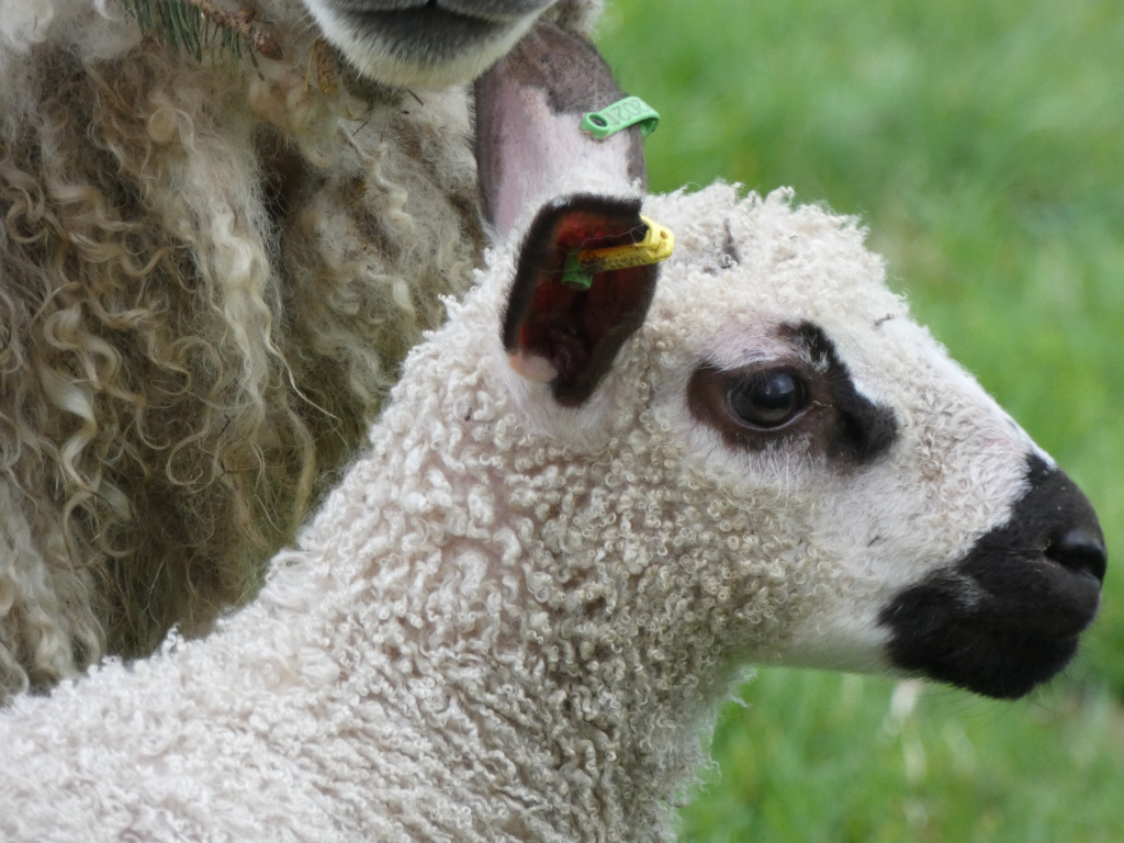 Close-up of a young lamb, predominantly white with black markings on its face and ears. The lamb is nestled against its mother, a larger sheep whose fleece is visible in the background. Both sheep have ear tags. The background is blurred, showing a grassy field.