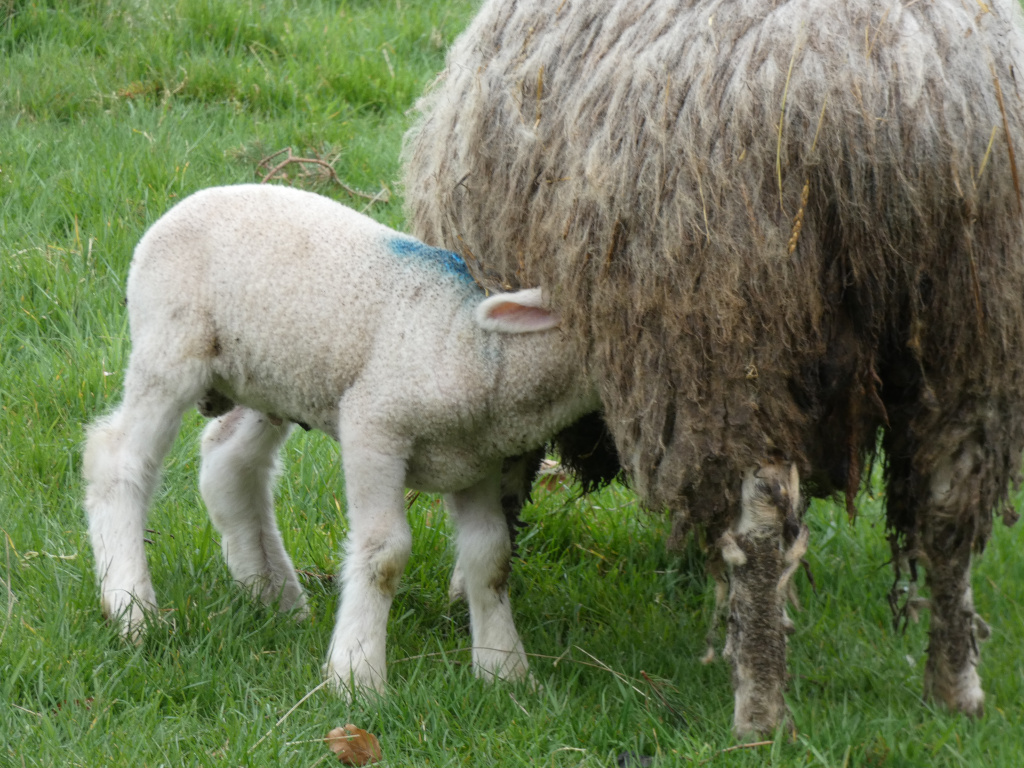 Newborn lamb suckling from its mother in a lush green pasture. The lamb is light-coloured with a small blue mark visible on its side, and the mother sheep has long, somewhat dirty or matted wool. The scene conveys a sense of nature, motherhood, and the cycle of life.