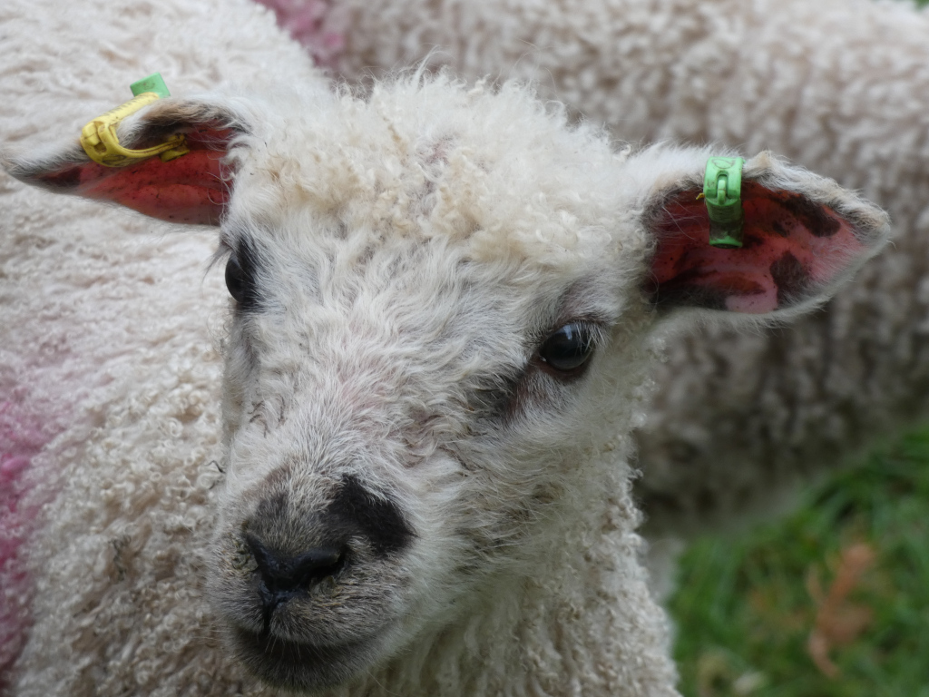Close-up of a young lamb's face. The lamb is predominantly white with some darker grey/black markings on its nose and ears. Its ears are marked with green plastic tags. The background is blurred but shows another sheep and some green grass. The overall impression is one of a cute and somewhat vulnerable young animal.