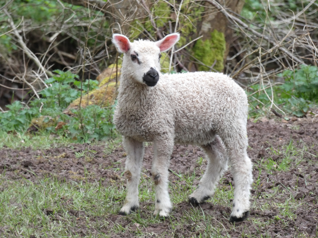 Young, fluffy lamb standing in a field. The lamb is predominantly white with a slightly darker face and has pinkish ears. The background is blurred but shows a natural, somewhat wooded environment with sparse vegetation. The overall impression is one of peaceful rural life.