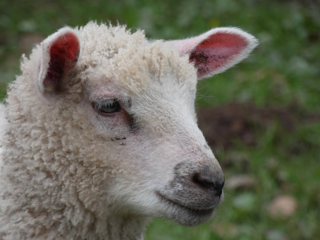 Close-up profile view of a young, white sheep. Its fleece is thick and slightly dirty, and its ears are a pinkish-red. The sheep's expression is gentle and somewhat pensive. The background is blurred, but shows green grass.