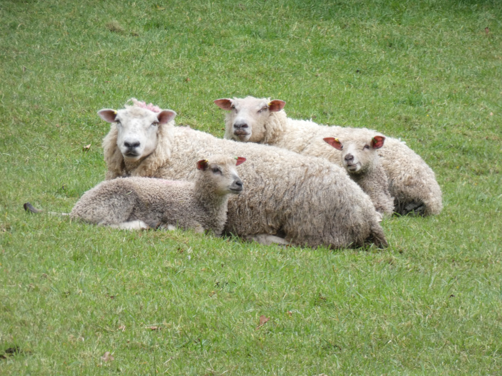 Four sheep, likely a ewe and three lambs, huddled together in a grassy field. The sheep are light-coloured, with wool that appears somewhat matted or dirty. One lamb is lying down, seemingly smaller than the others, suggesting it may be the youngest.