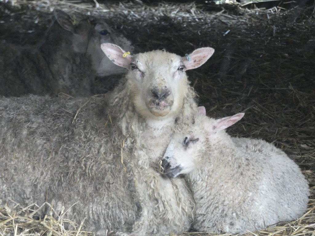 Two sheep, one adult and one lamb, huddled together in a straw-filled enclosure. The adult sheep is larger and has a thick, grey-white fleece. The lamb is smaller and its fleece is lighter in color. They appear to be resting or sleeping together. A portion of another sheep is visible in the background, partially obscured by darkness and shadow. The overall mood is peaceful and suggests a sense of warmth and protection.