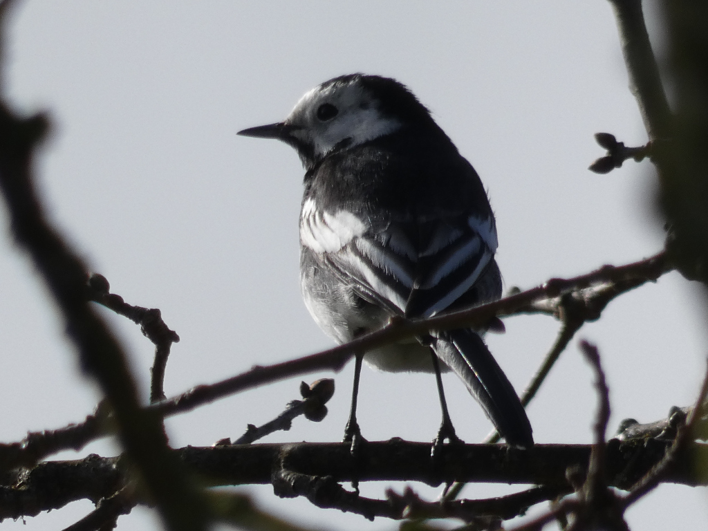 Black and white bird, likely a White Wagtail, perched on a bare branch of a tree against a bright, overcast sky. The bird is in profile view, facing to the left of the frame. The background is softly blurred, drawing attention to the bird. The branches in the foreground are somewhat in focus, creating a framed effect around the bird.