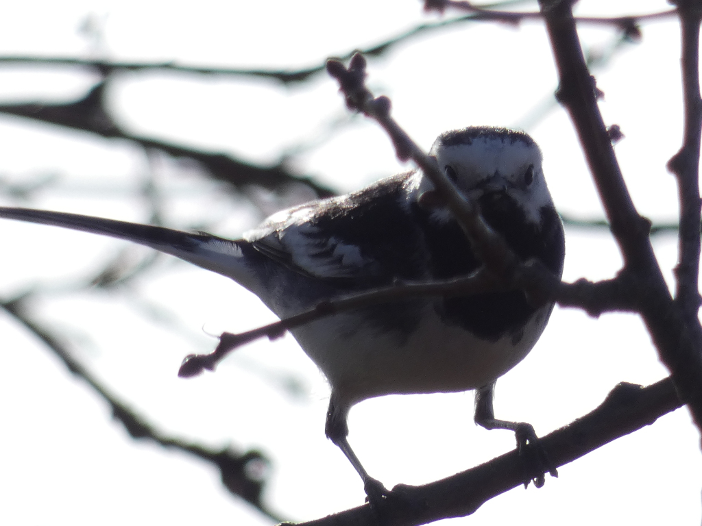 Close-up of a White-winged Wagtail perched on a bare branch. The bird is mostly in shadow, with its white and black plumage partially visible. The background is a softly blurred, bright sky with silhouetted branches. The overall impression is one of a fleeting moment captured in nature, with a focus on the bird's form and posture.