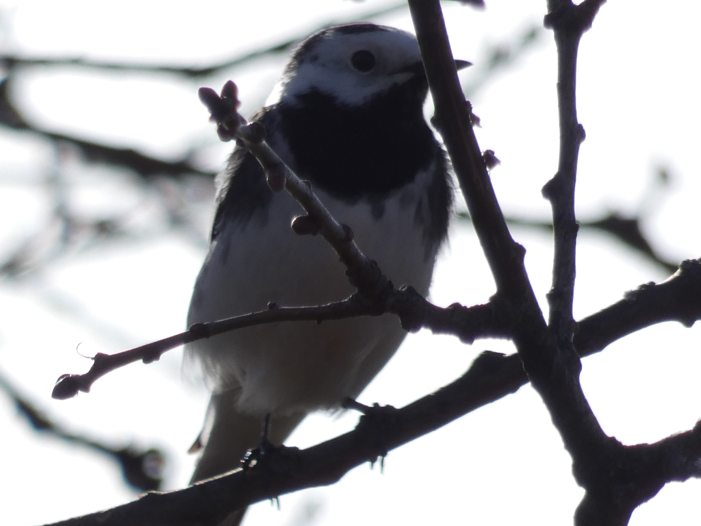 White Wagtail ( Motacilla alba) perched on a branch of a tree. The bird is predominantly white and black, and the background is a bright, blurry white, suggesting an outdoor setting in sunlight. The focus is on the bird, with the branches in silhouette against the light. The bird appears to be holding something small in its beak