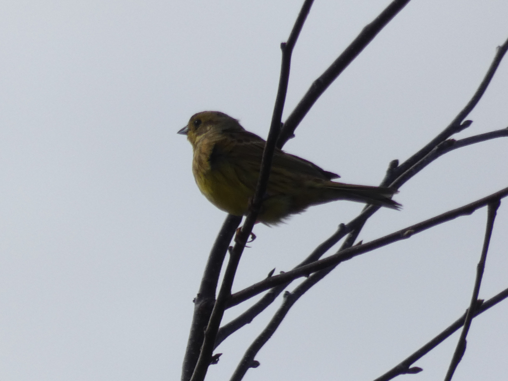Small, yellowish-brown bird perched on a bare, dark-coloured branch against a bright, overcast sky. The bird is in profile, facing left, and appears to be relatively still. The branches form a somewhat complex network creating a stark contrast to the bird's muted colouring.