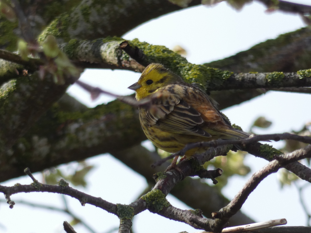 Yellowhammer (Emberiza citrinella) perched on a mossy branch of a tree. The bird is predominantly yellow with streaks of brown and black on its wings and back. The background is blurred but shows more branches of the same tree, suggesting a natural, outdoor setting. The overall feel is one of quiet observation of wildlife in its natural habitat.