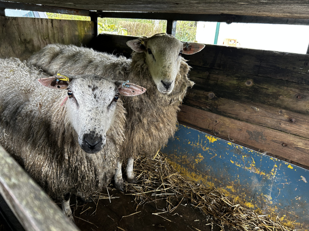 Two sheep inside a wooden trailer. The sheep are light grey with long, shaggy wool. They appear calm and are standing on a bed of straw. The trailer's interior is made of aged wood and has a worn, blue metal bottom. The overall impression is one of rural life and animal transportation.