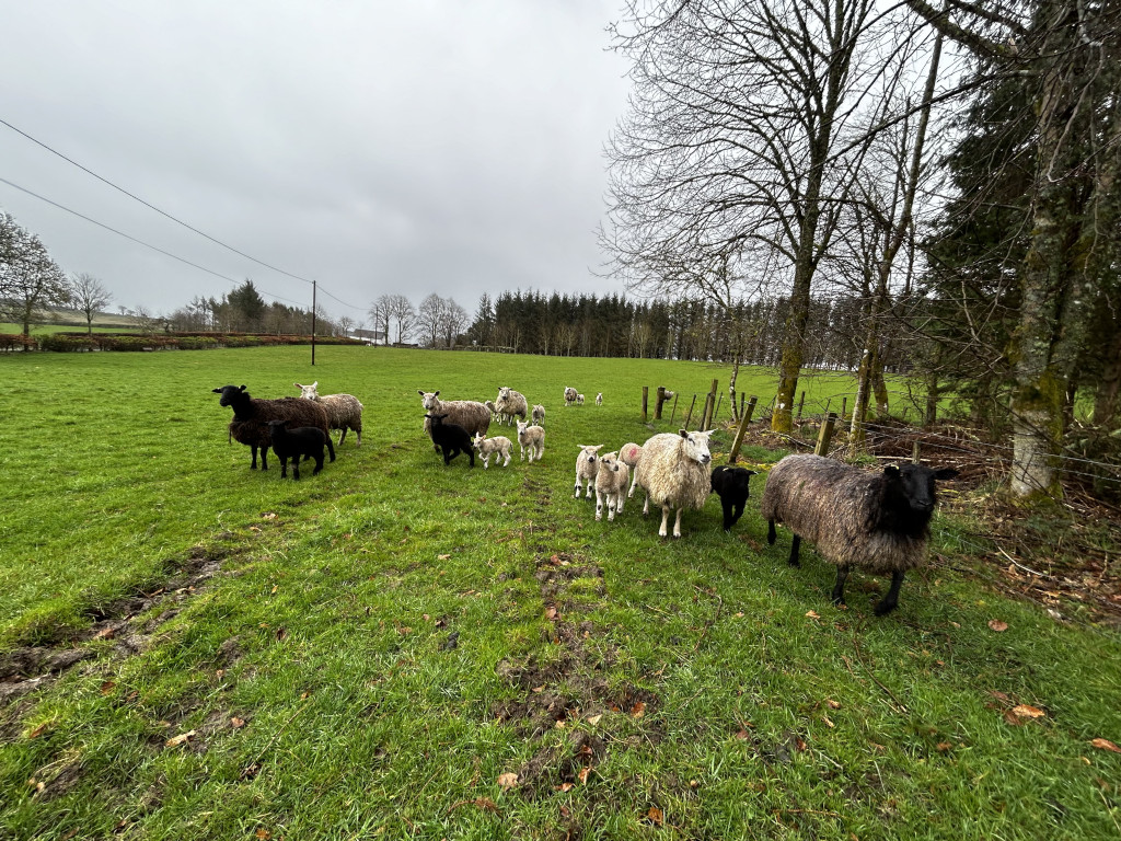 Flock of sheep and lambs grazing in a lush green field. The sheep are a mix of black and white, with several lambs visible, suggesting a springtime setting. The overall mood is peaceful and pastoral. The background includes a line of trees and a somewhat overcast sky.