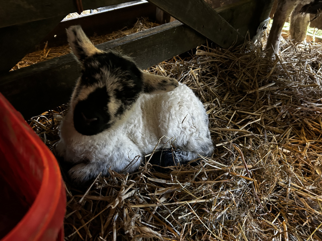 Young lamb, predominantly white with black markings on its face and legs, nestled in a bed of hay within a wooden structure. The lamb appears calm and possibly sleeping. The setting suggests a barn or similar animal shelter. The overall mood is peaceful and evokes a sense of rural life.