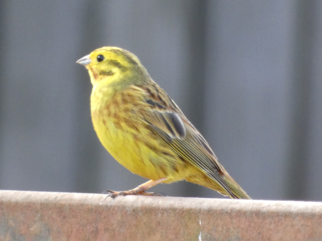 Yellowhammer ( Emberiza citrinella) perched on a rusty brown surface. The bird is predominantly yellow with streaks of brown and dark brown feathers. It is facing to the left of the frame, and its head is slightly turned. The background is blurred, showing a grey fence.