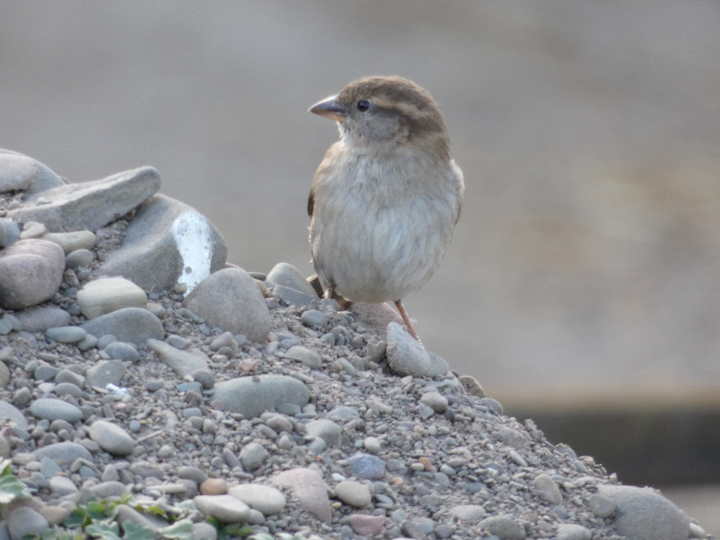 House sparrow perched atop a small pile of grey and brown stones. The sparrow is facing to the viewer's left, and its plumage appears somewhat muted, possibly due to the lighting or the time of year. The background is out of focus, a blurry greyish-brown tone. The overall impression is one of quiet observation of a common bird in a simple, natural setting.