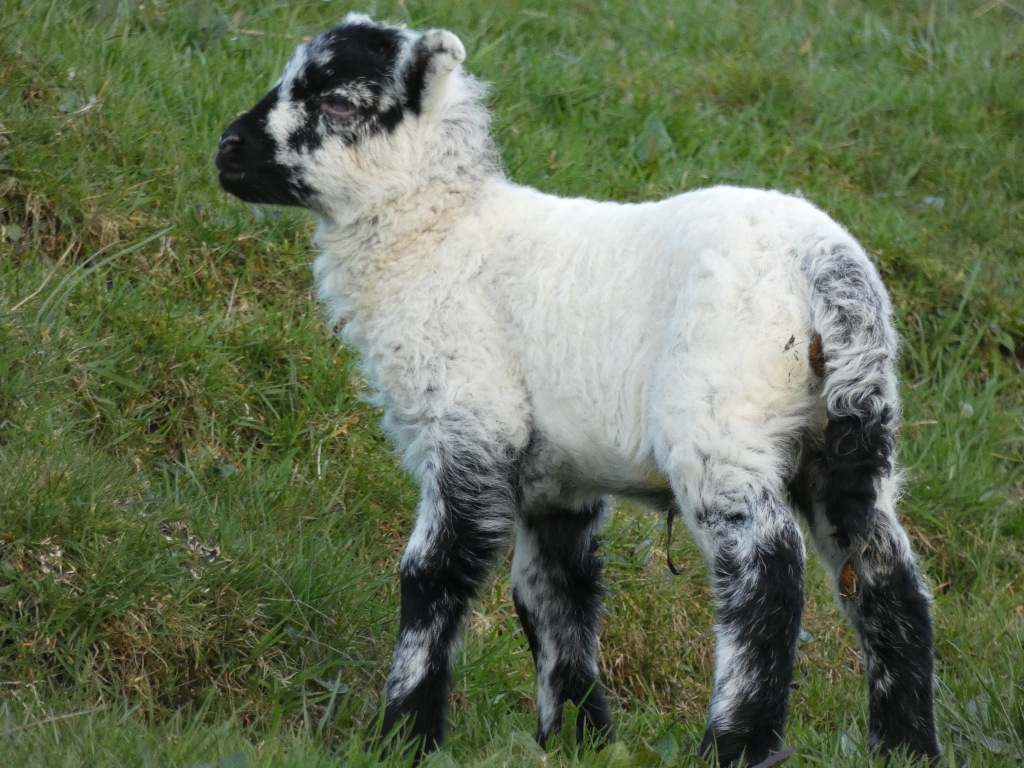 Young lamb, predominantly white with distinctive black markings on its face and legs. The lamb is standing in a grassy field and appears to be looking off to the side.