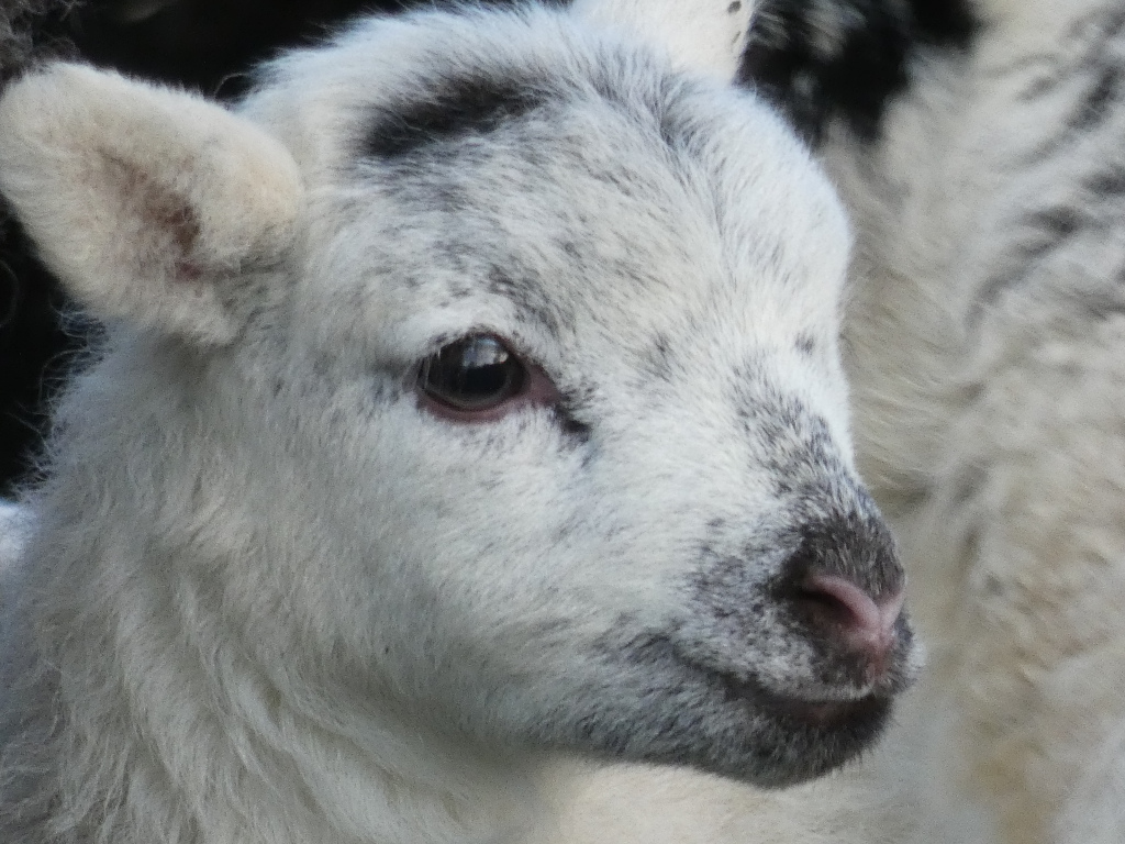 Close-up of a young lamb's face. The lamb is predominantly white with grey or dark markings on its face and ears. Its fur appears soft and fluffy. The lamb's expression is gentle and somewhat innocent. The background is blurred, showing part of another sheep.