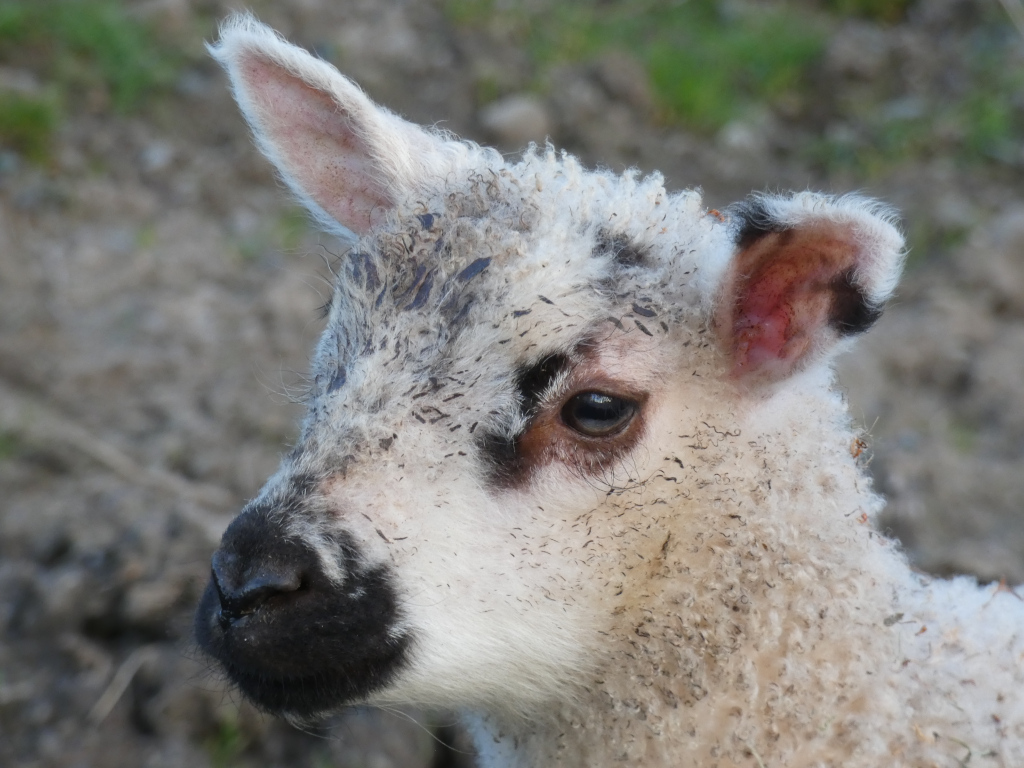 Close-up of a young lamb's head and shoulders. The lamb is predominantly white with patches of dark grey or black, particularly around its face and ears. Its fur appears somewhat unkempt and possibly dirty, with small debris visible in its wool. The lamb's expression is somewhat neutral. The background is blurred but shows a natural, earthy setting, suggesting a pasture or field.