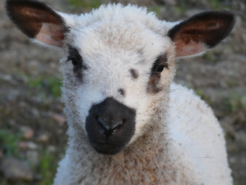 Close-up of a young lamb. Its fleece is predominantly white, but it has distinctive black markings on its face, including a black nose and patches around its eyes. The lamb appears to be somewhat dirty, with bits of dirt and debris clinging to its wool. The background is blurry, suggesting a natural, outdoor setting, likely a pasture or field.