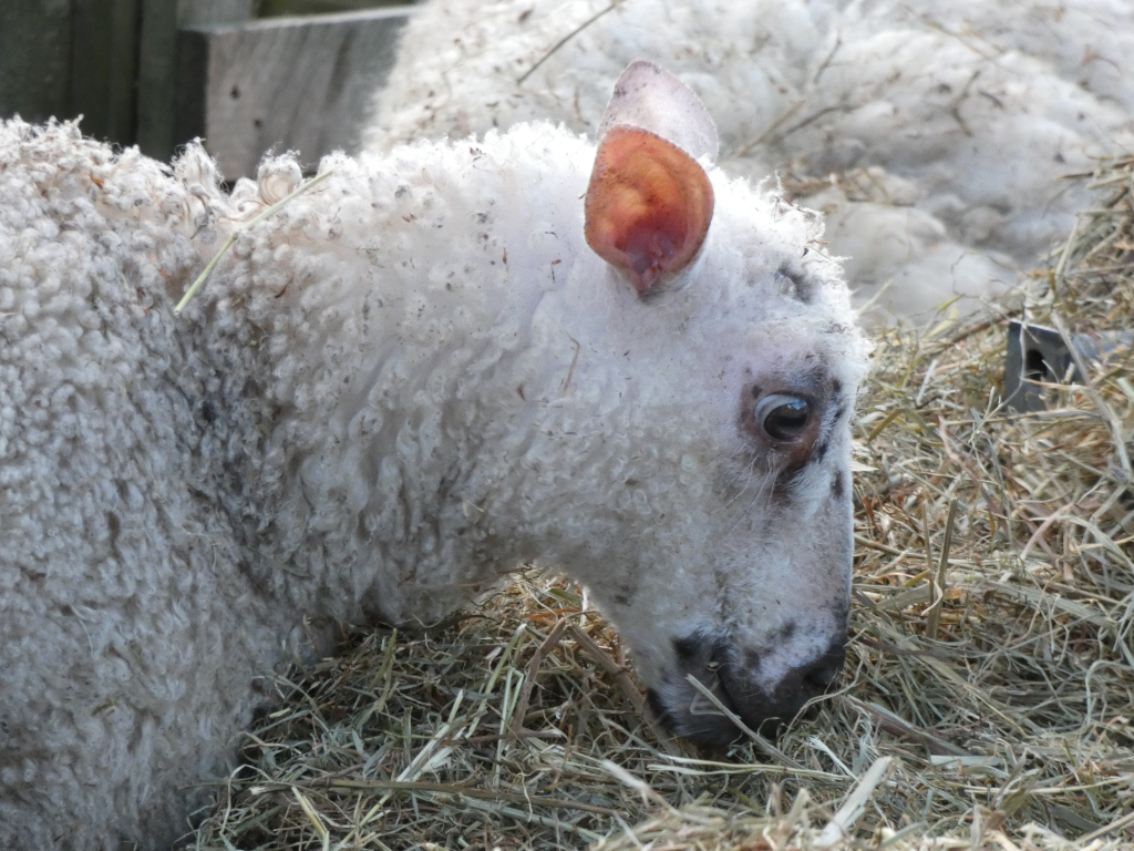 Close-up of a sheep's head and shoulders as it eats hay. The sheep is predominantly white with a slightly dirty or discoloured muzzle. Its ear is a distinctive orange-pink color. The hay is dry and light brown. The background includes a blurred portion of another sheep and a wooden structure.