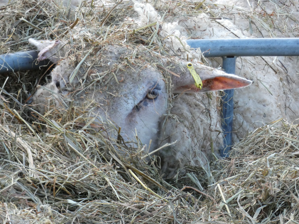 Sheep partially hidden in a pile of hay. Only the sheep's head and part of its body are visible. A yellow ear tag is attached to its ear. The sheep appears calm and is likely eating or resting. The overall mood is peaceful and pastoral.